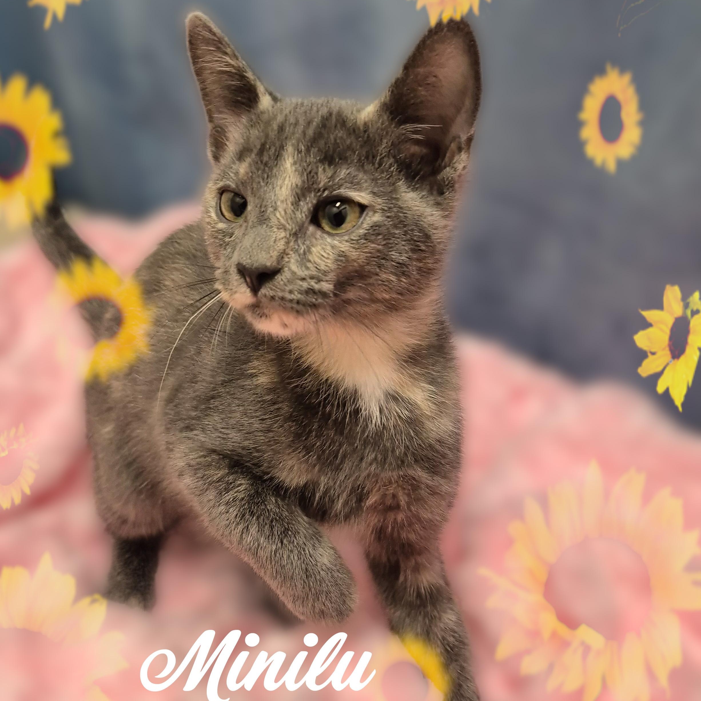 Minilu, a Adoptable Domestic Short Hair in Charlotte, NC image 4/4
