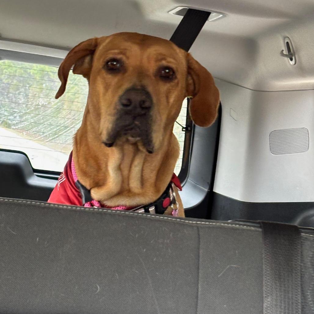 Perdie, Adoptable, Adult Female Black Mouth Cur & Mixed Breed.