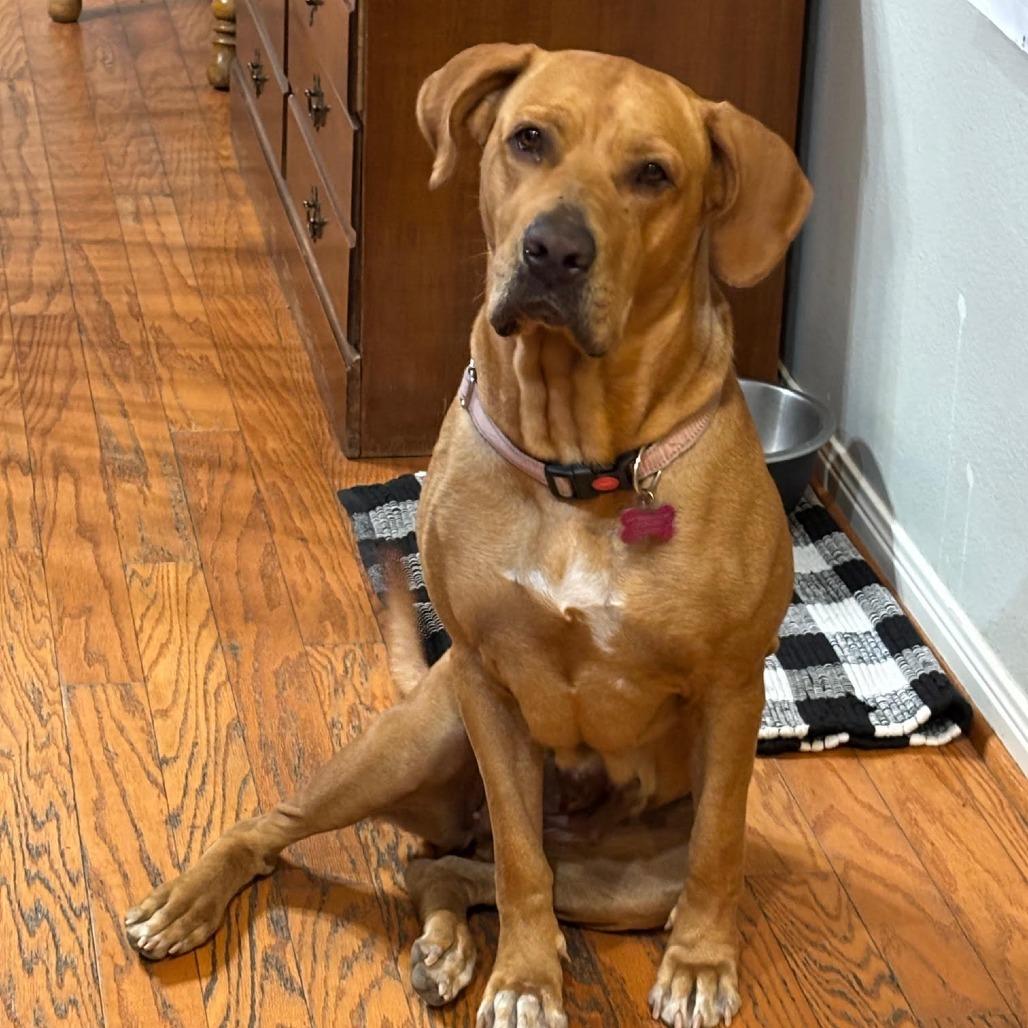 Enlarge Perdie, a Adoptable mixed breed in Houston, TX image 3/5