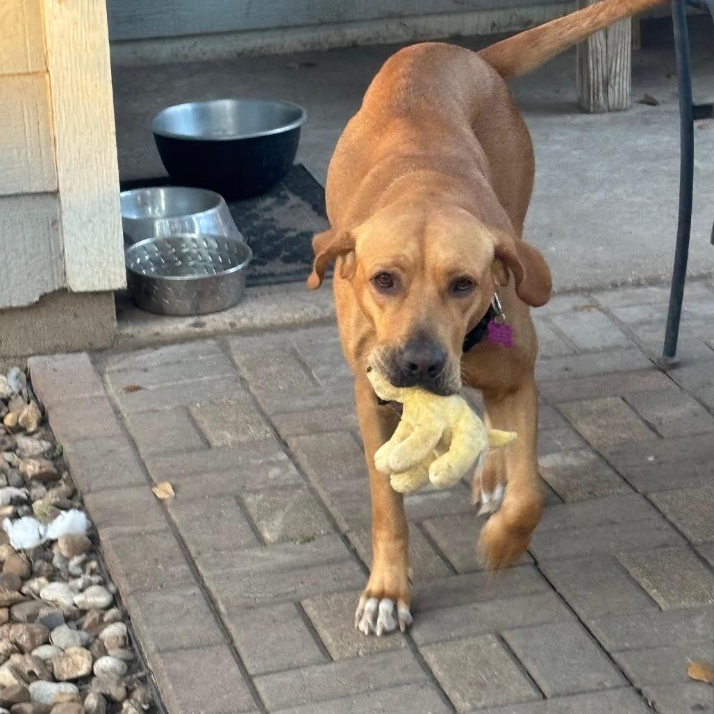 Perdie, a Adoptable mixed breed in Houston, TX image 2/5