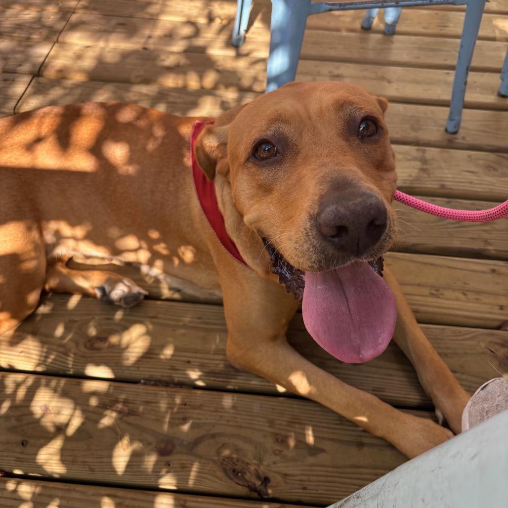 Enlarge Perdie, a Adoptable mixed breed in Houston, TX image 4/5