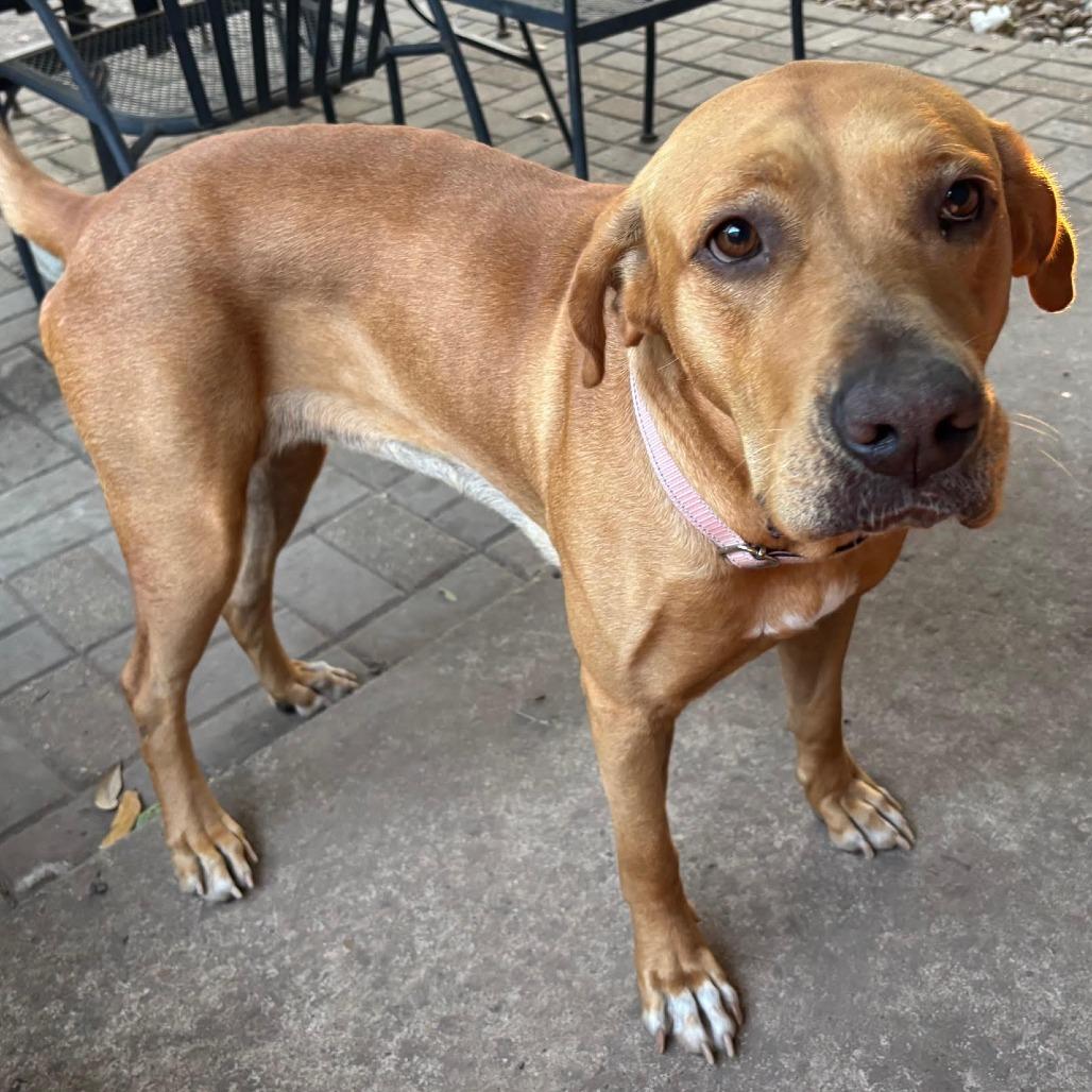 Perdie, a Adoptable mixed breed in Houston, TX image 3/5