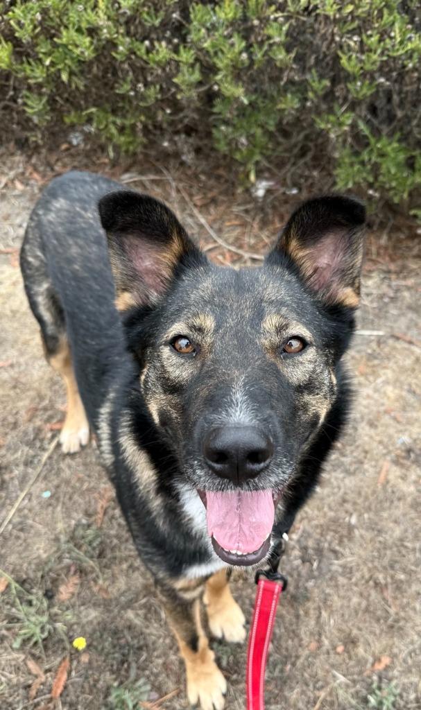 Enlarge Hugh, a Adoptable mixed breed in Brookings, OR image 1/3