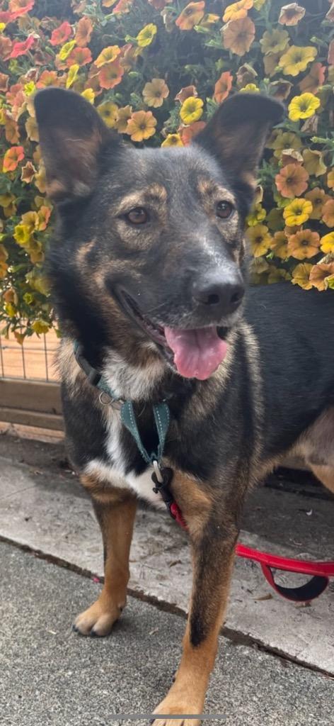 Enlarge Hugh, a Adoptable mixed breed in Brookings, OR image 2/3