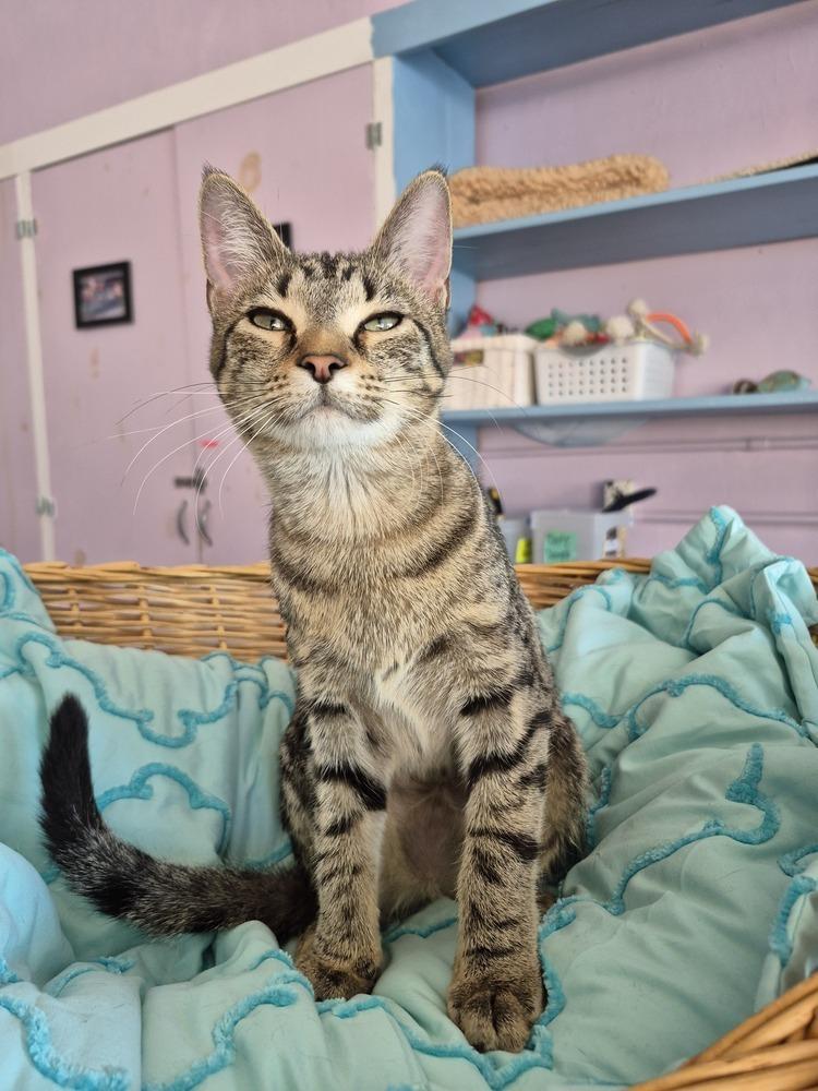 Kodiak, Adoptable, Kitten Female Domestic Short Hair.