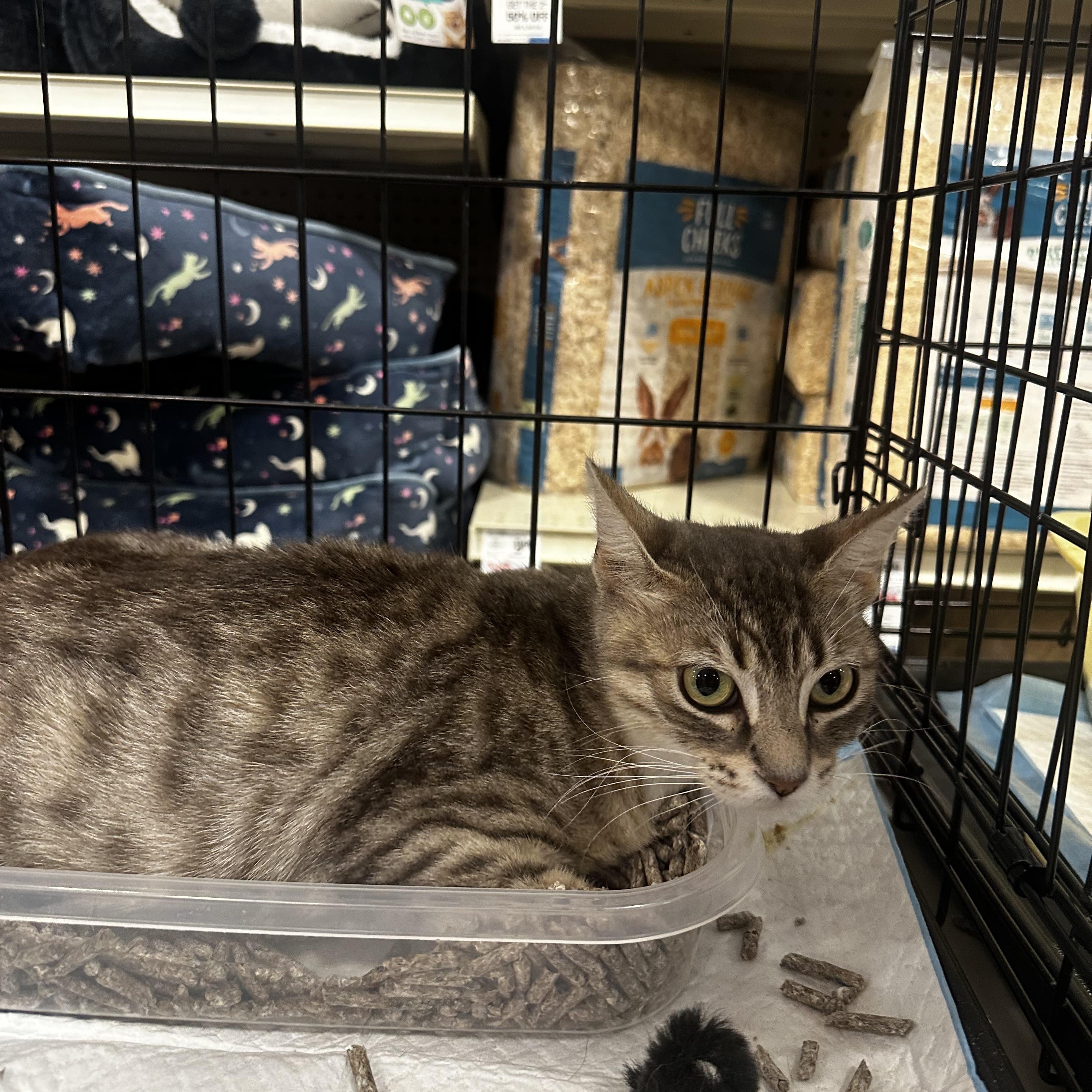 Enlarge Claudia (mama sweetie), a Adoptable Tabby in Fresno, CA image 1/3