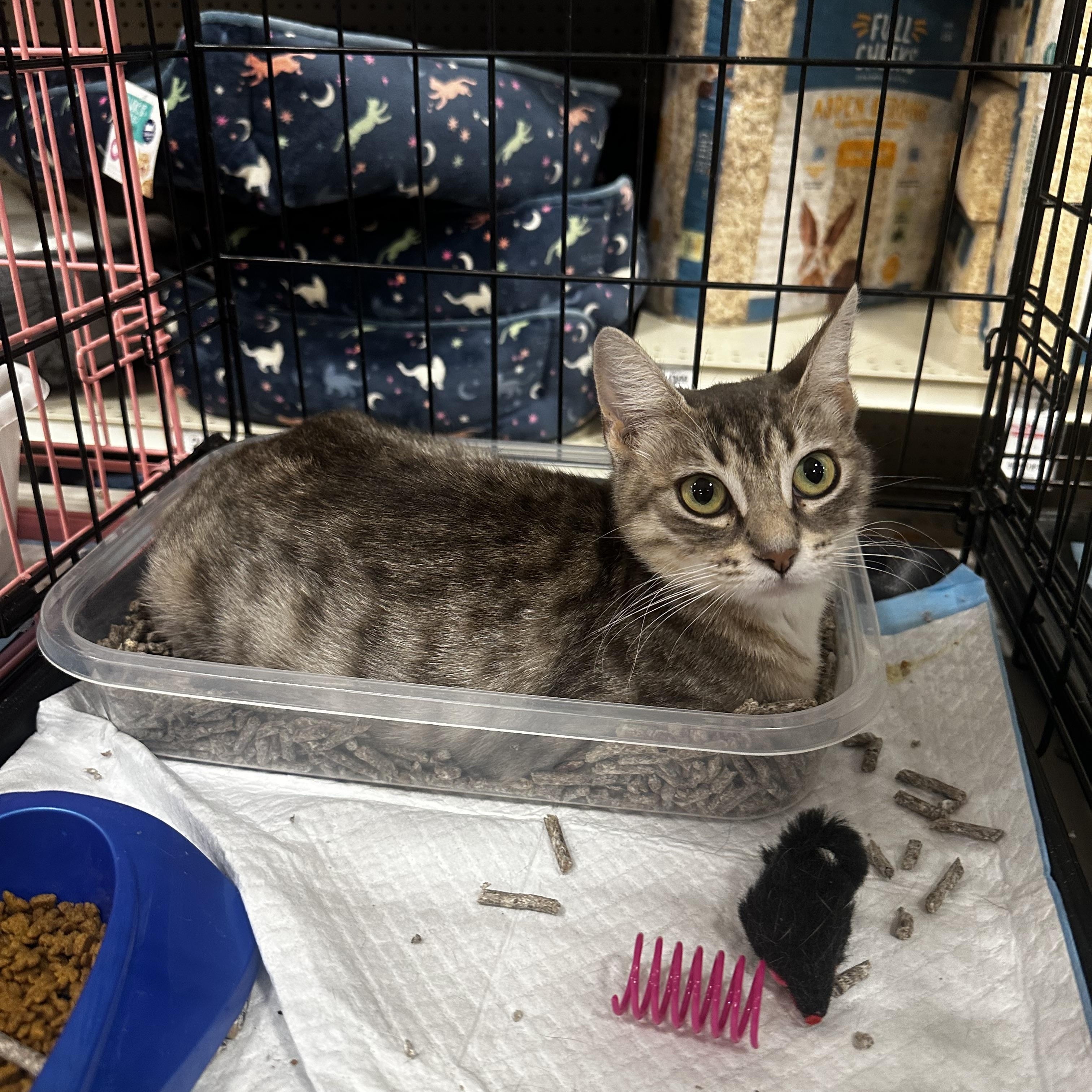Enlarge Claudia (mama sweetie), a Adoptable Tabby in Fresno, CA image 2/3
