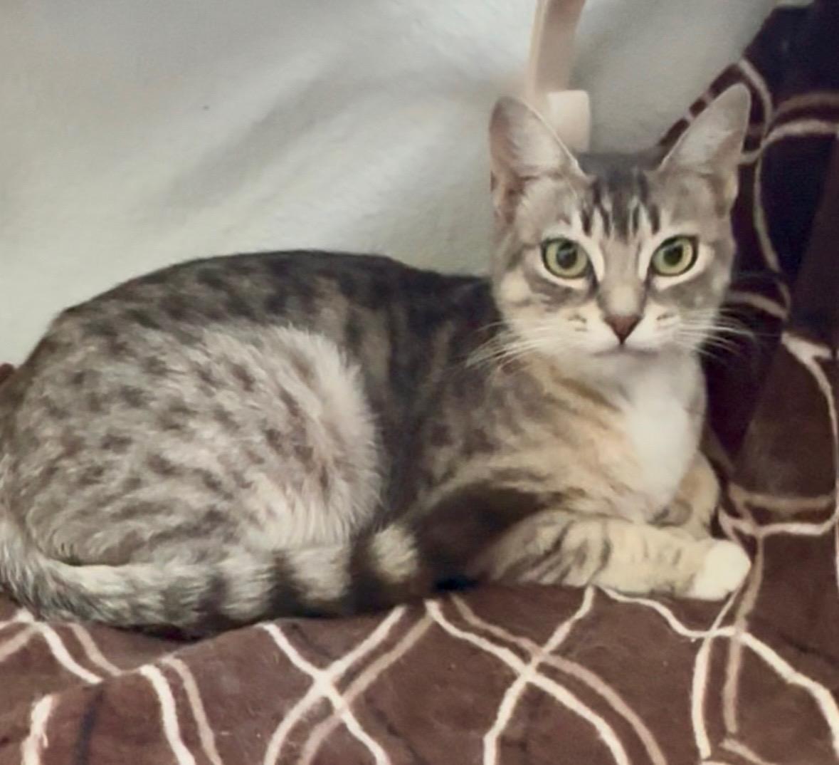 Enlarge Claudia (mama sweetie), a Adoptable Tabby in Fresno, CA image 3/3