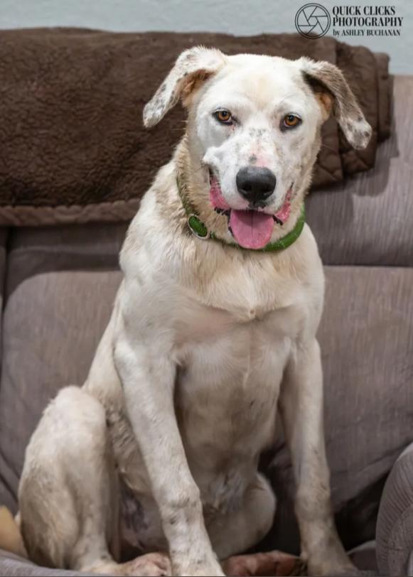 Enlarge Cupcake, a ADOPTABLE mixed breed in Brazoria, TX image 1/1