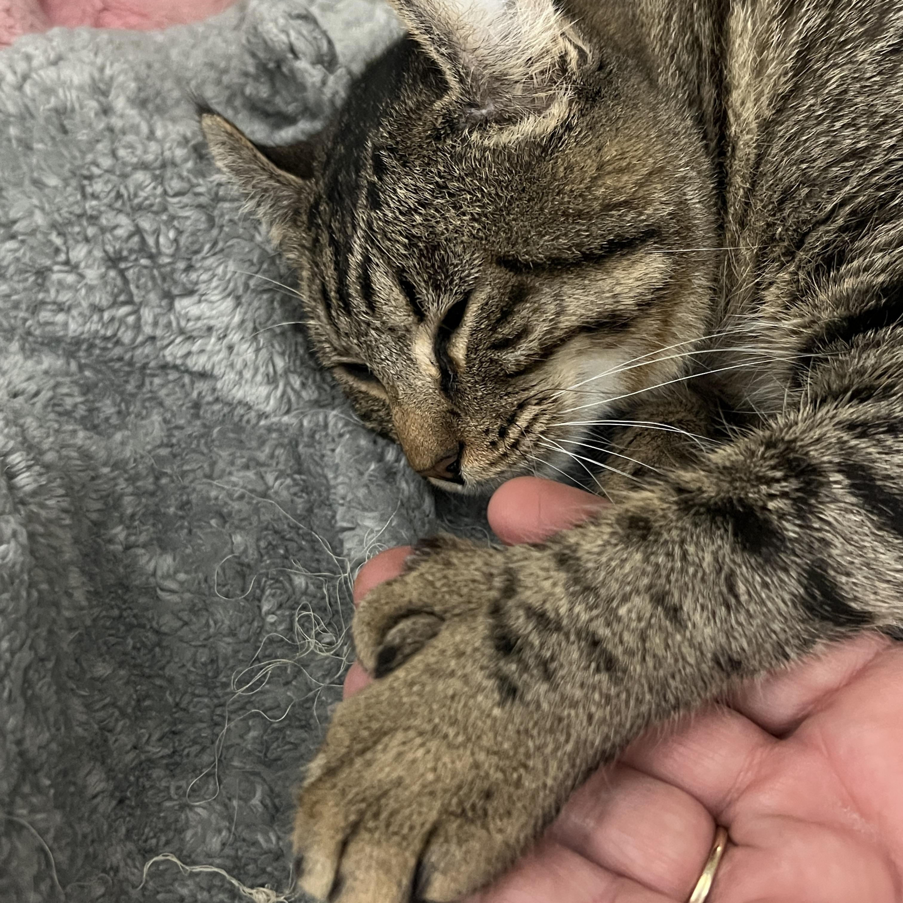 Enlarge Kavi , a Adoptable mixed breed in Bradenton, FL image 3/6