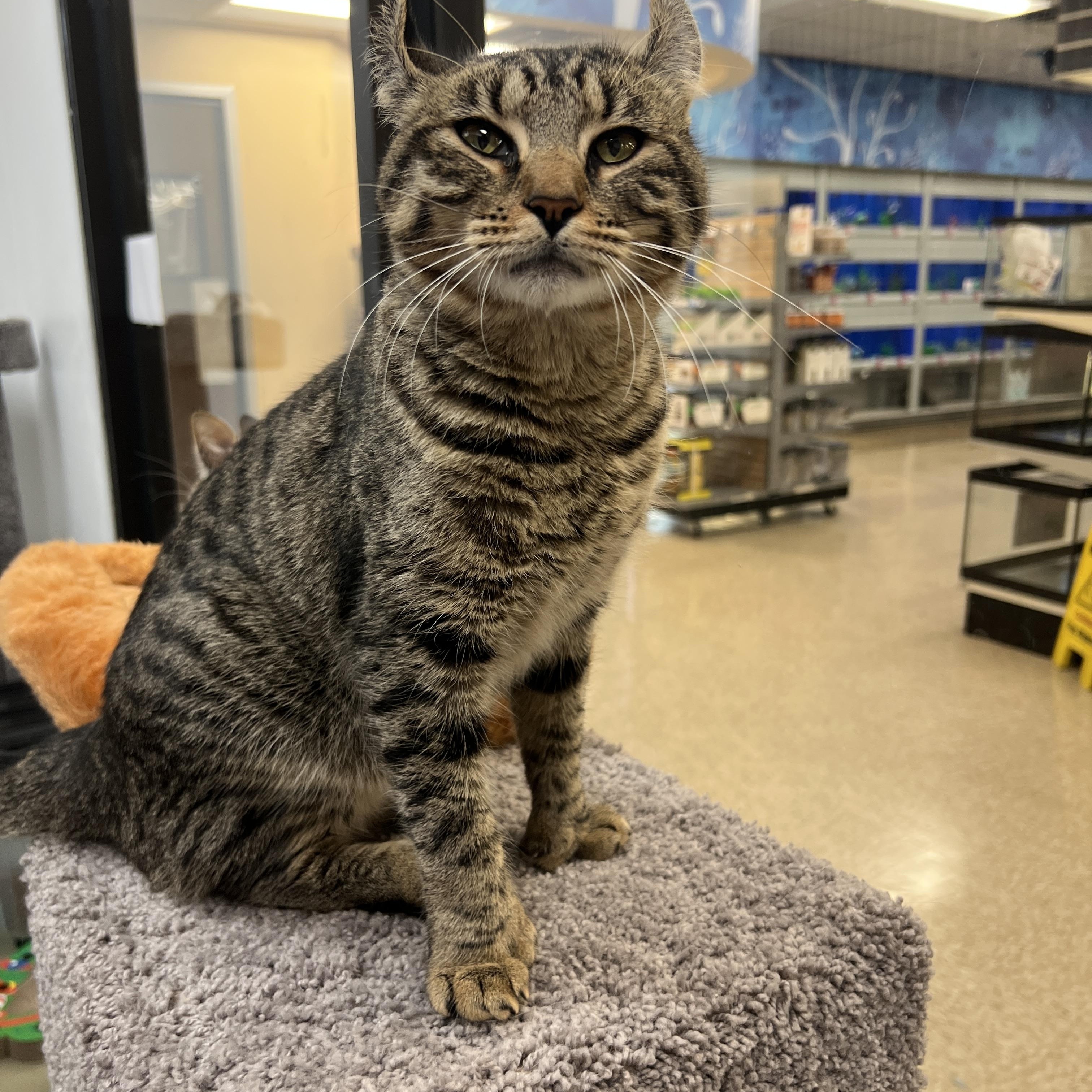 Enlarge Kavi , a Adoptable mixed breed in Bradenton, FL image 5/6