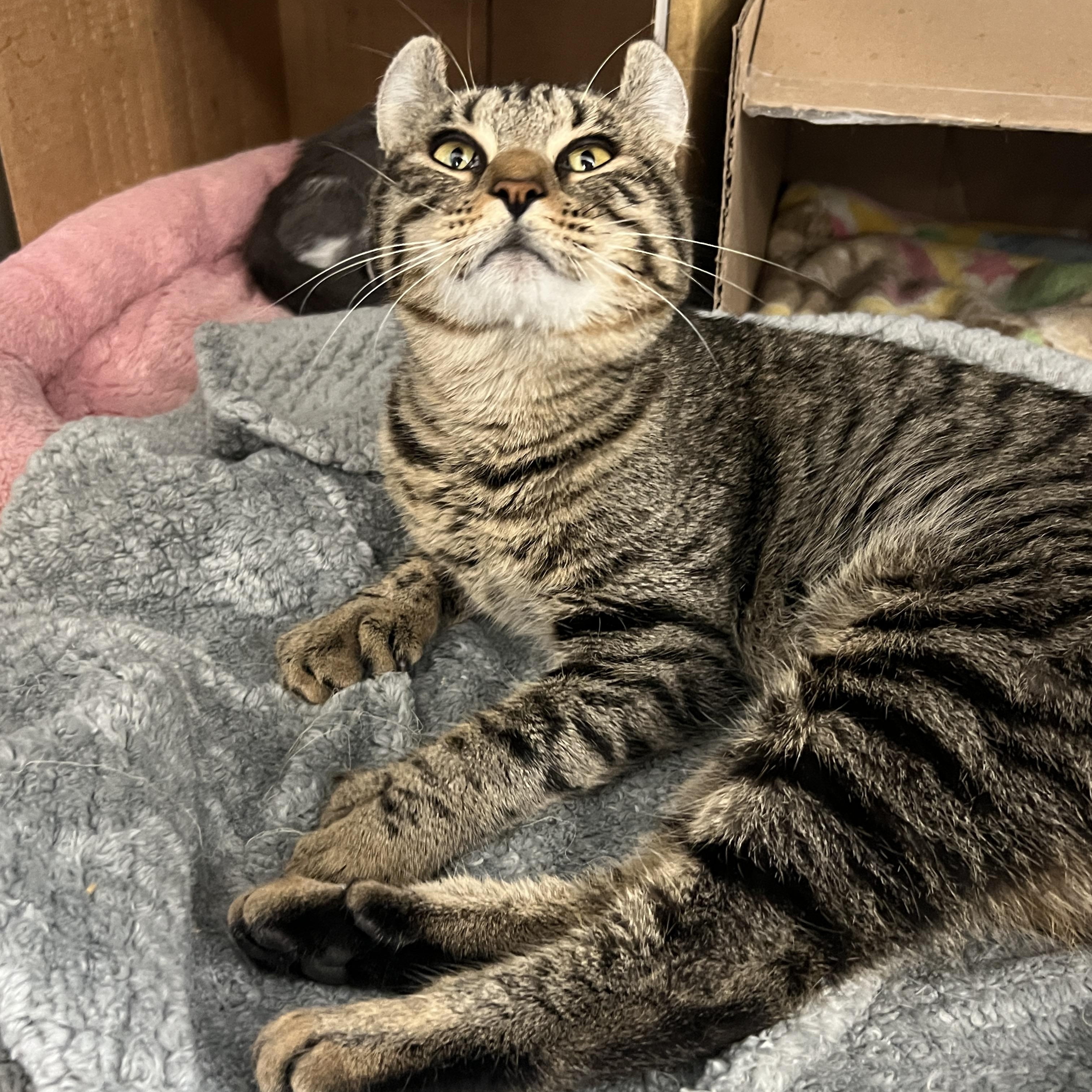 Enlarge Kavi , a Adoptable mixed breed in Bradenton, FL image 4/6