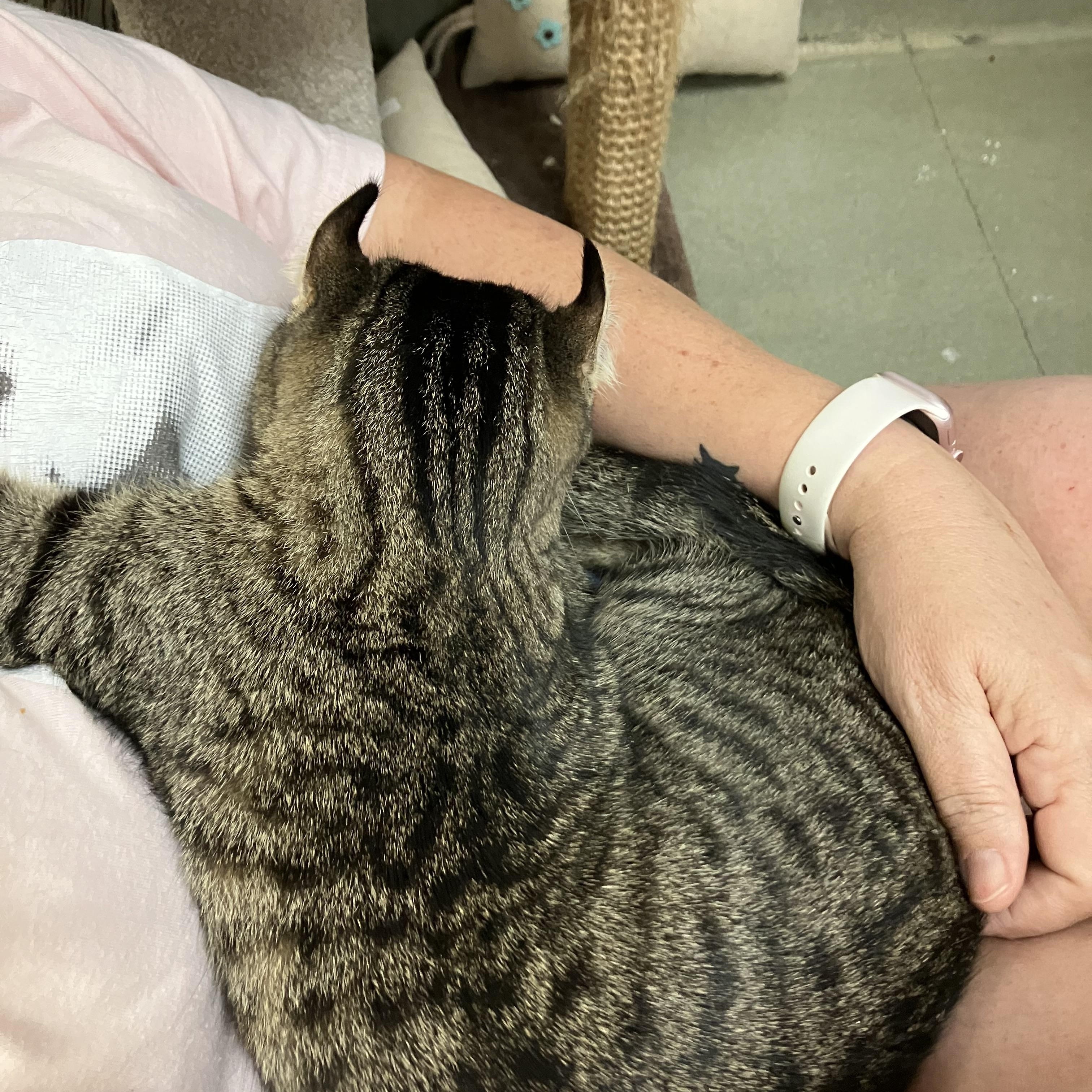 Enlarge Kavi , a Adoptable mixed breed in Bradenton, FL image 6/6