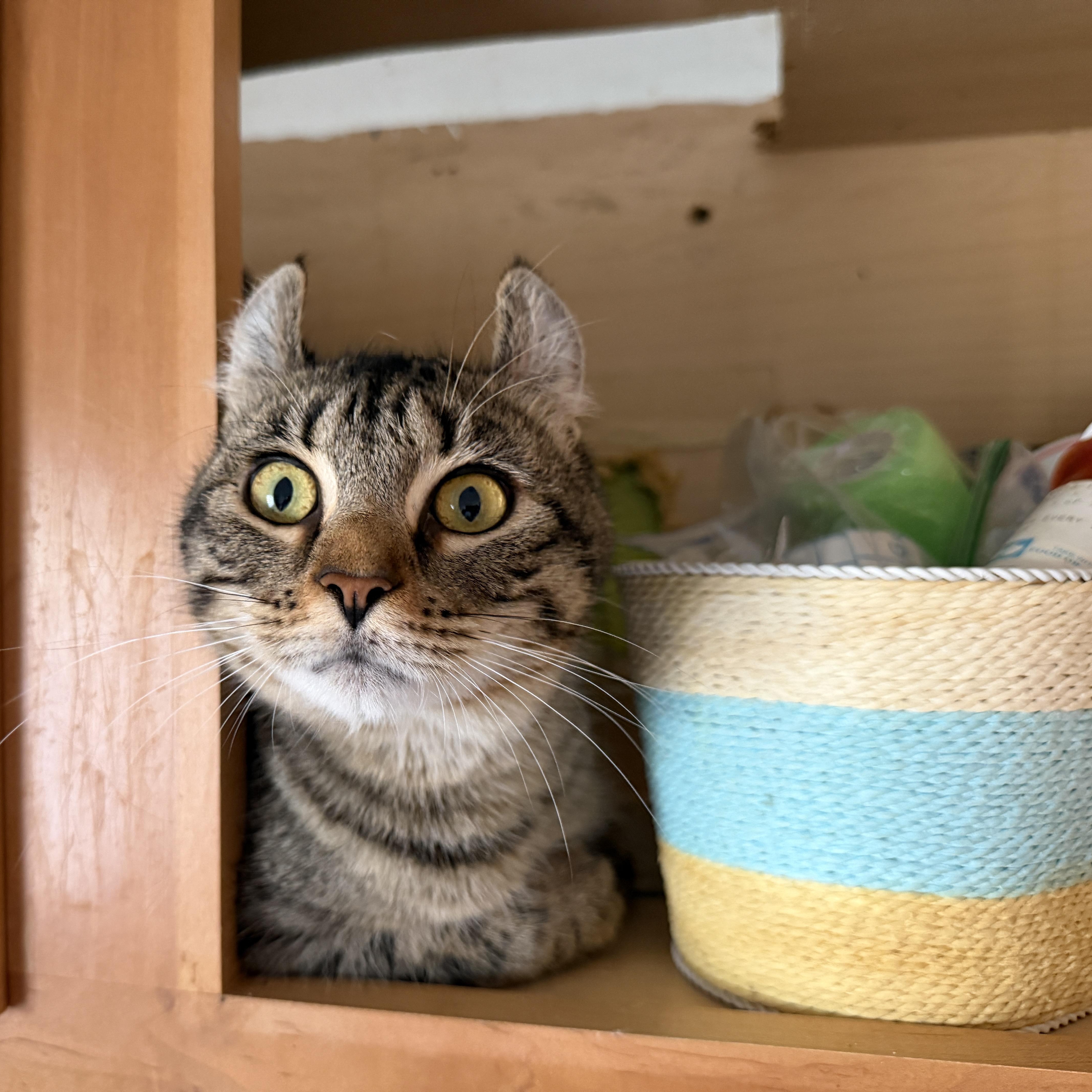 Kavi-American “Curl”, Adoptable, Adult Female American Curl & Extra-Toes Cat / Hemingway Polydactyl.