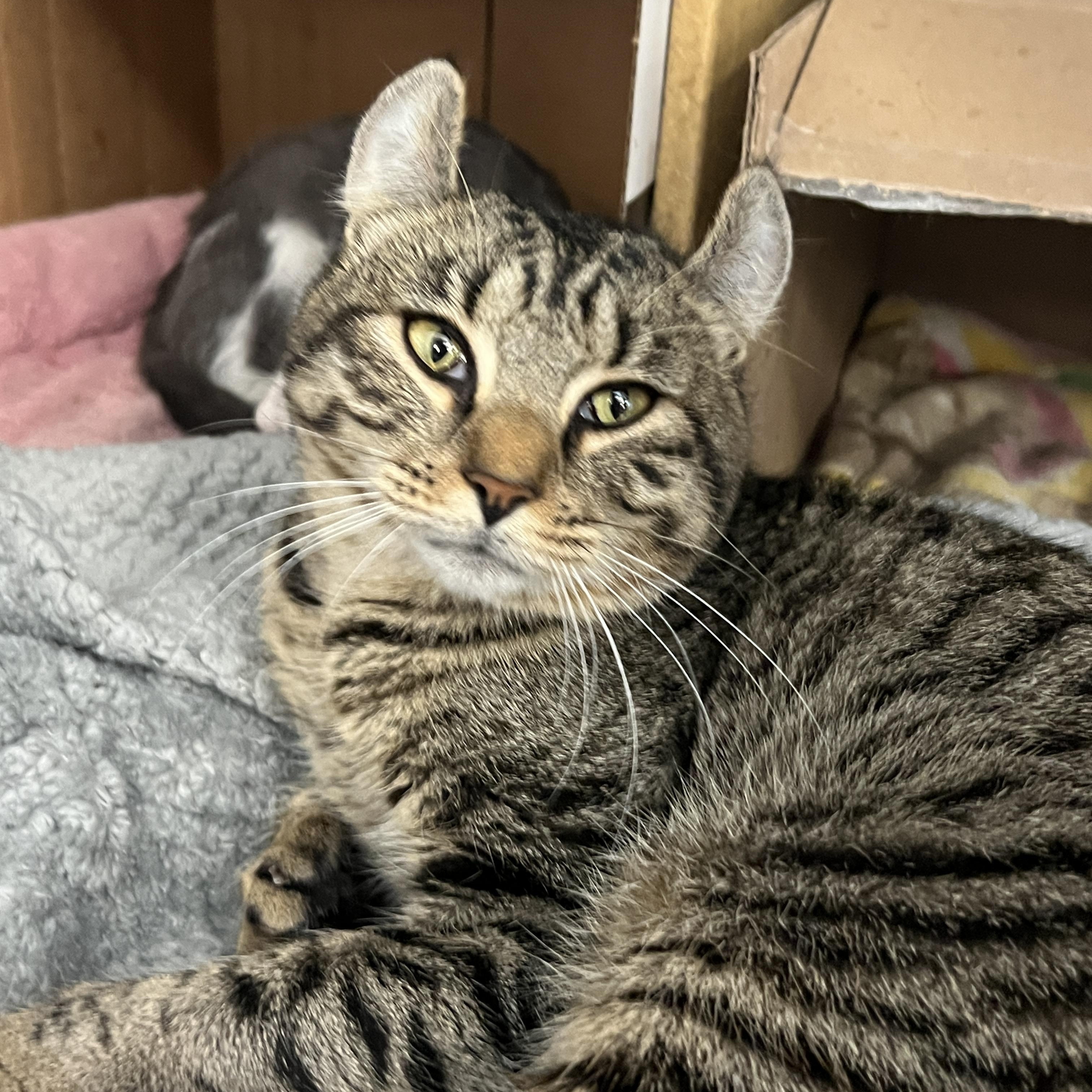 Kavi , Adoptable, Adult Female American Curl & Extra-Toes Cat / Hemingway Polydactyl.