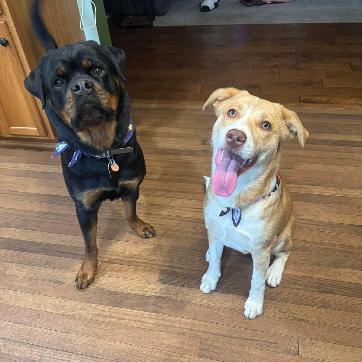 Enlarge Hope, a Adoptable mixed breed in Billings, MT image 3/6