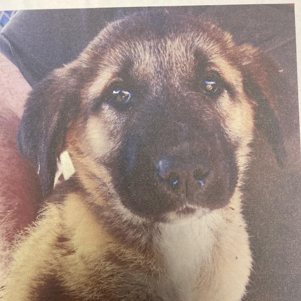 Oakley, Adoptable, Puppy Male Anatolian Shepherd & Mixed Breed.