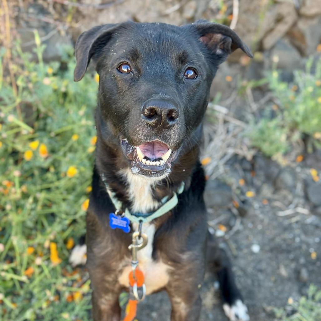 Giovanni, Adoptable, Adult Male Black Labrador Retriever & Pit Bull Terrier.
