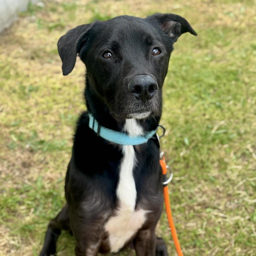 Giovanni, a Adoptable mixed breed in Tacoma, WA image 1/2