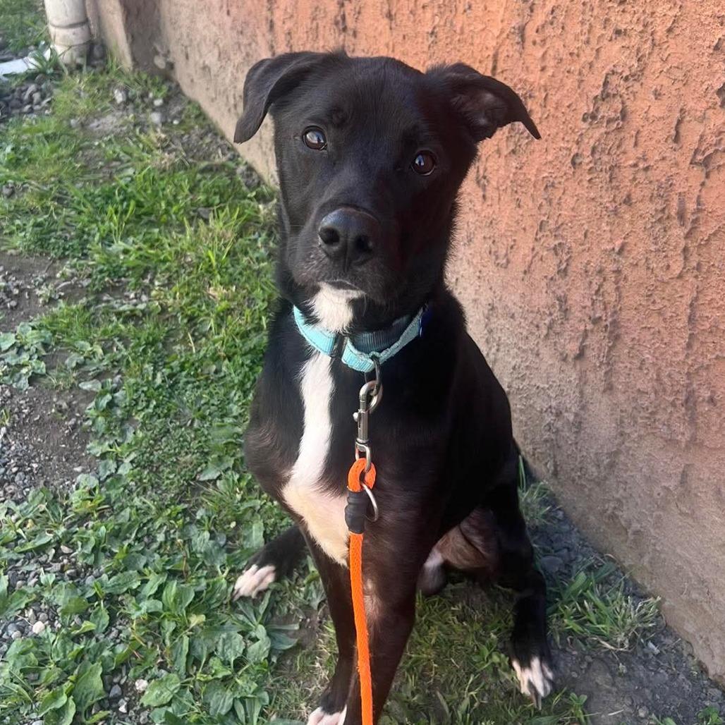 Giovanni, a Adoptable mixed breed in Tacoma, WA image 2/2