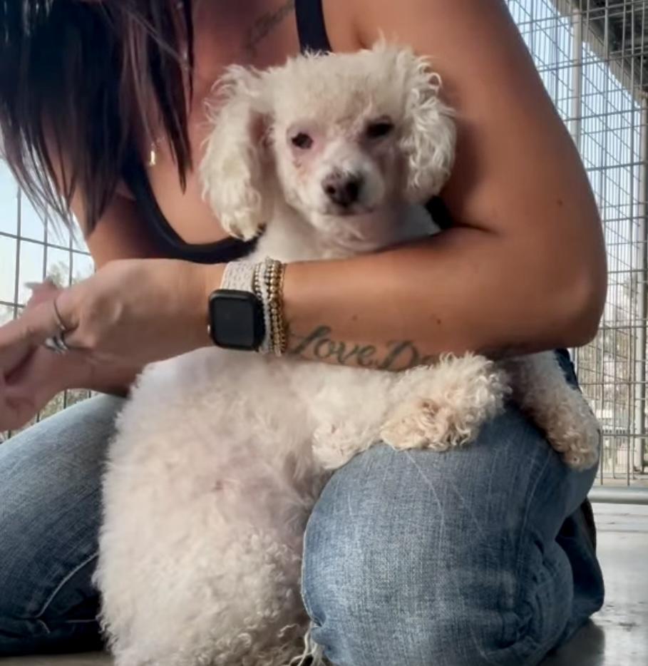 Enlarge Dumpling , an adoptable Miniature Poodle in Littlerock, CA image 1/1