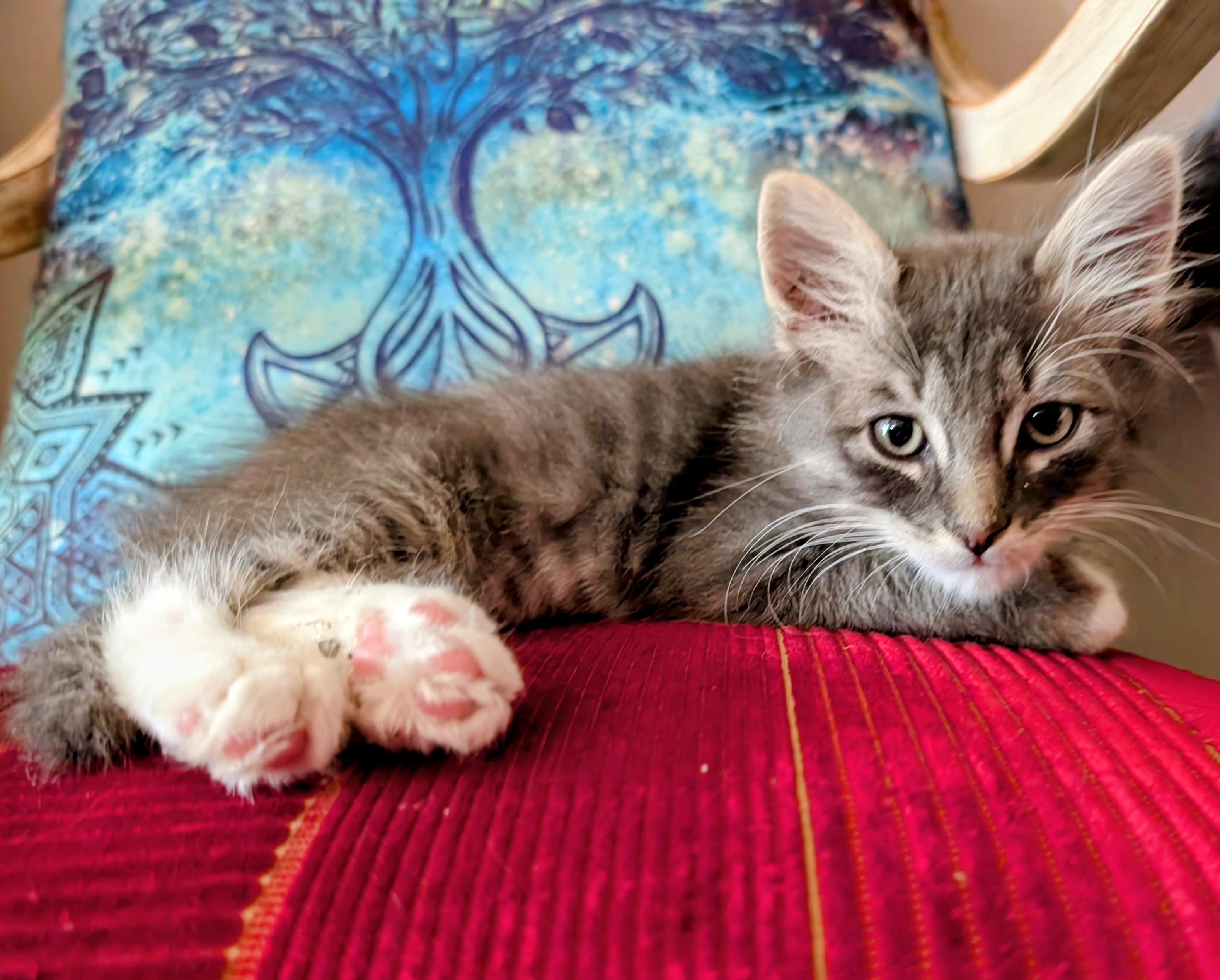 Ahmuse, Adoptable, Kitten Male Domestic Medium Hair & Tabby.