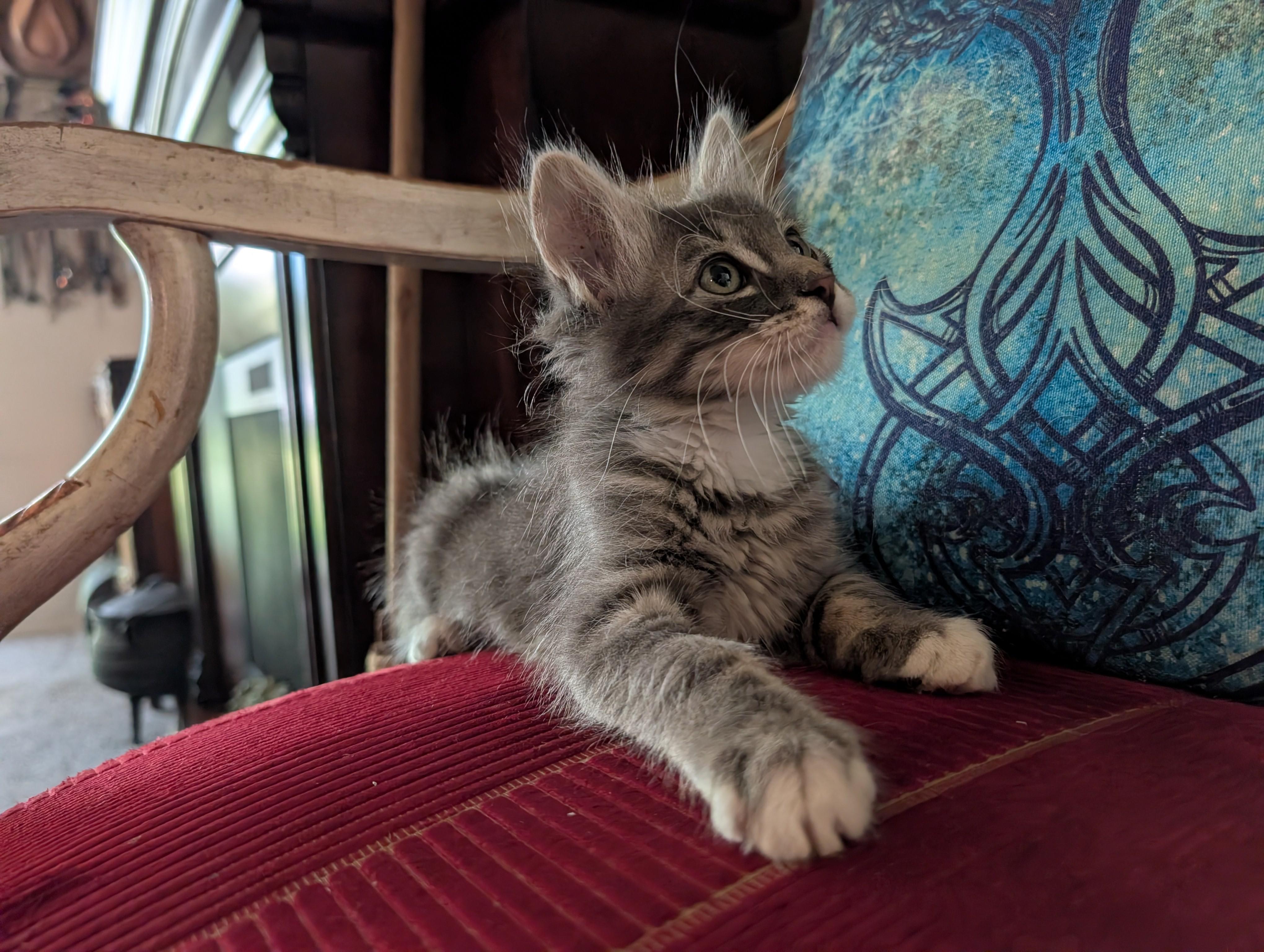 Ahmuse, a Adoptable mixed breed in Midvale, UT image 2/2