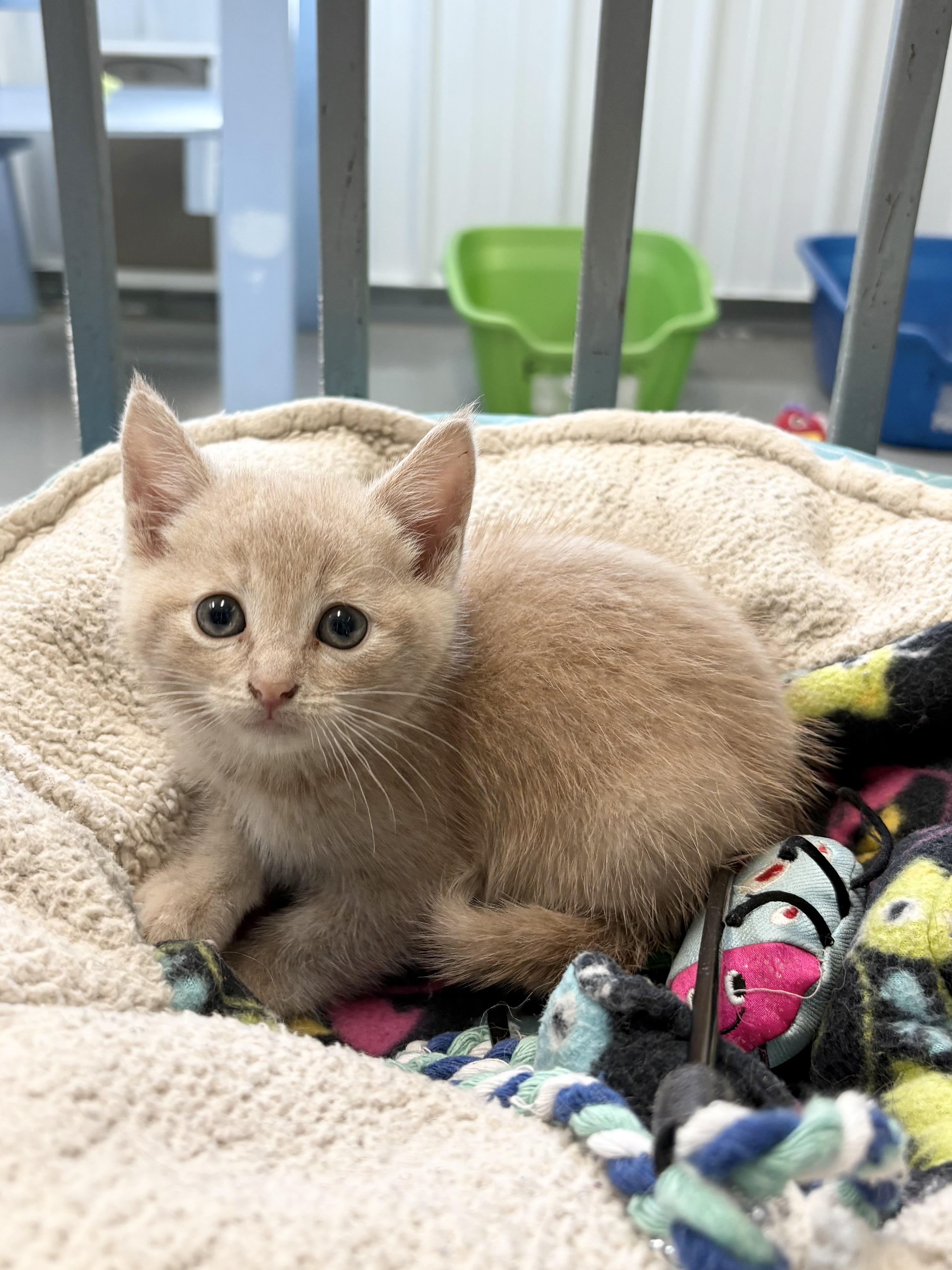 Enlarge Chrystal, a ADOPTABLE American Shorthair in Big Rapids, MI image 2/3
