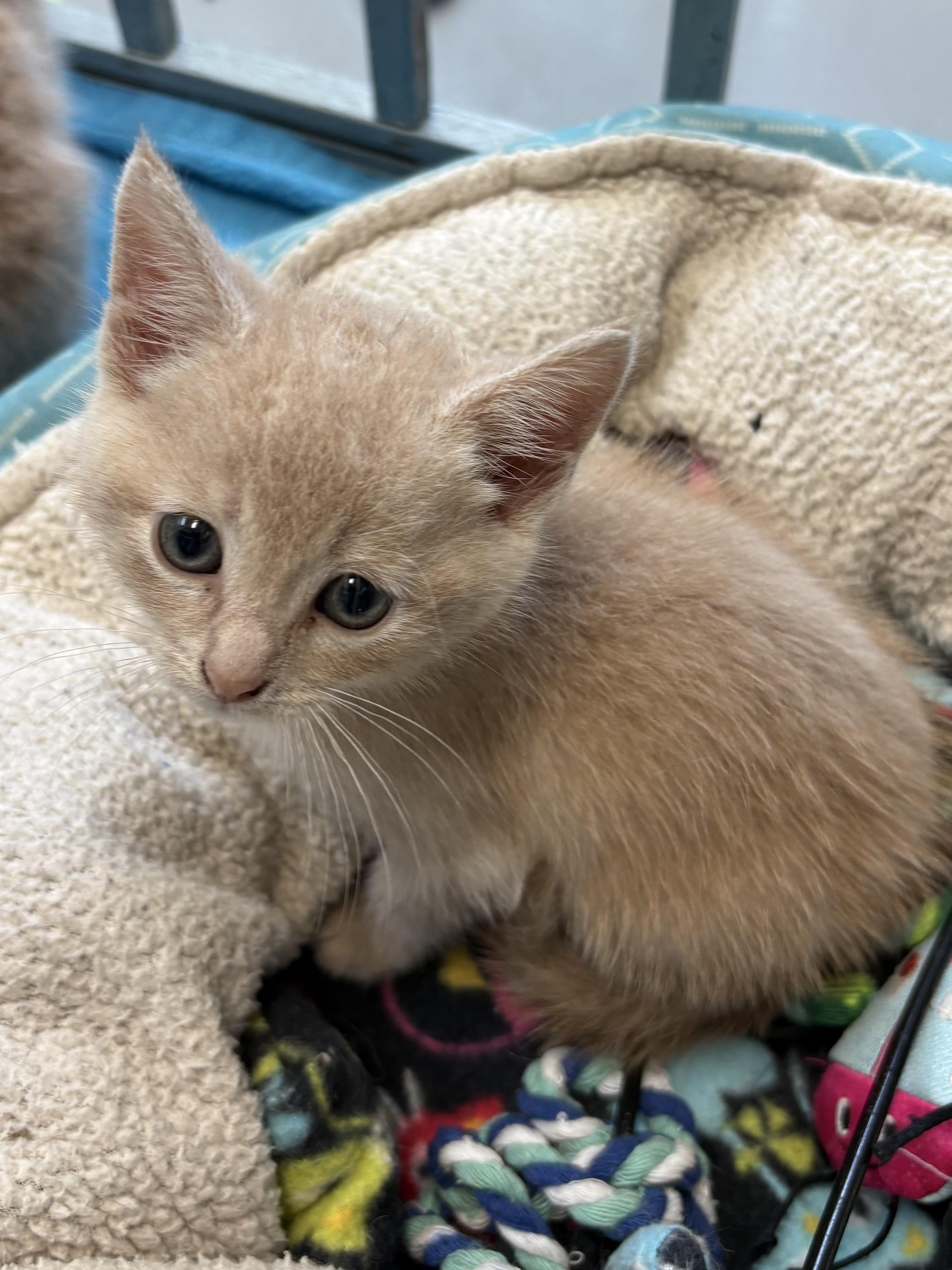 Enlarge Chrystal, a ADOPTABLE American Shorthair in Big Rapids, MI image 1/3