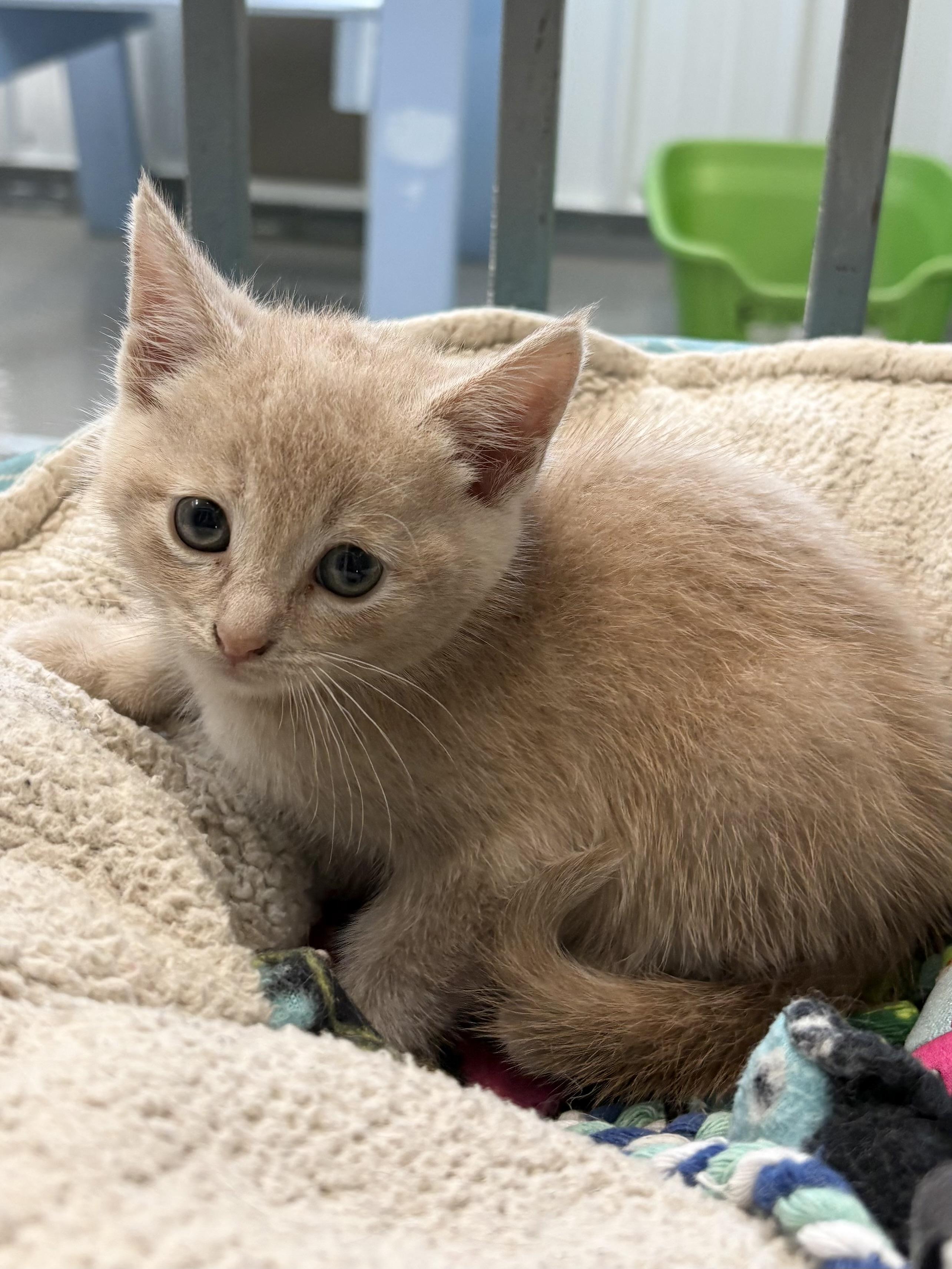 Enlarge Chrystal, a ADOPTABLE American Shorthair in Big Rapids, MI image 3/3
