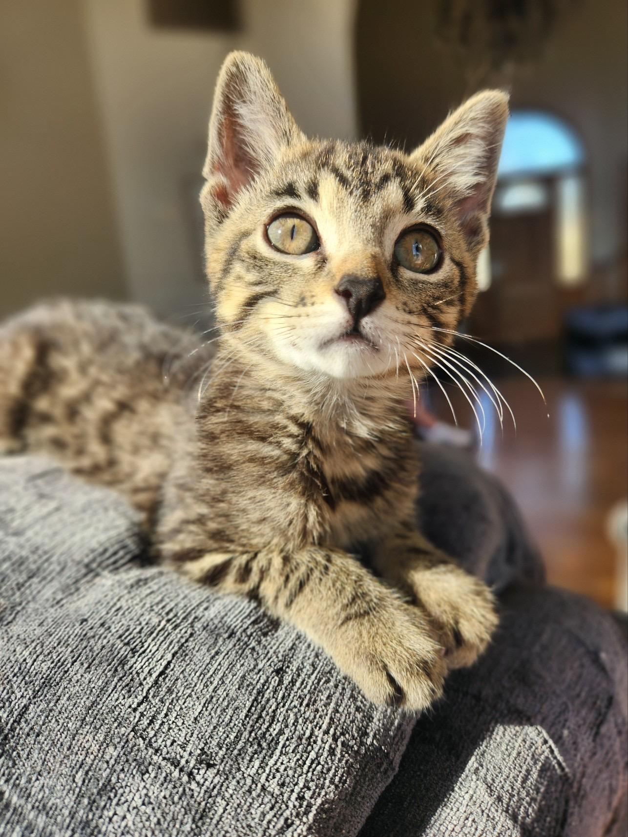 Enlarge Belly, a Adoptable Domestic Short Hair in Missoula, MT image 2/2