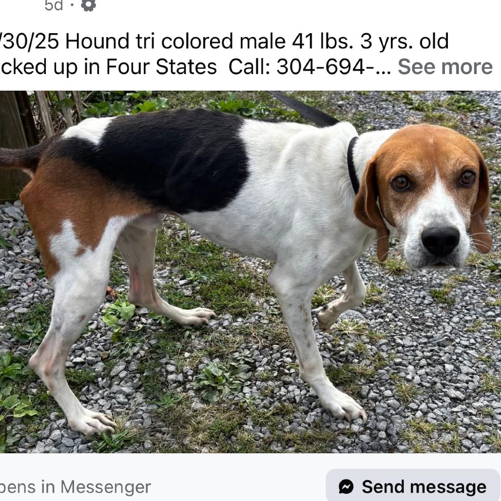 Enlarge Homer, a Adoptable mixed breed in Fairmont, WV image 1/3