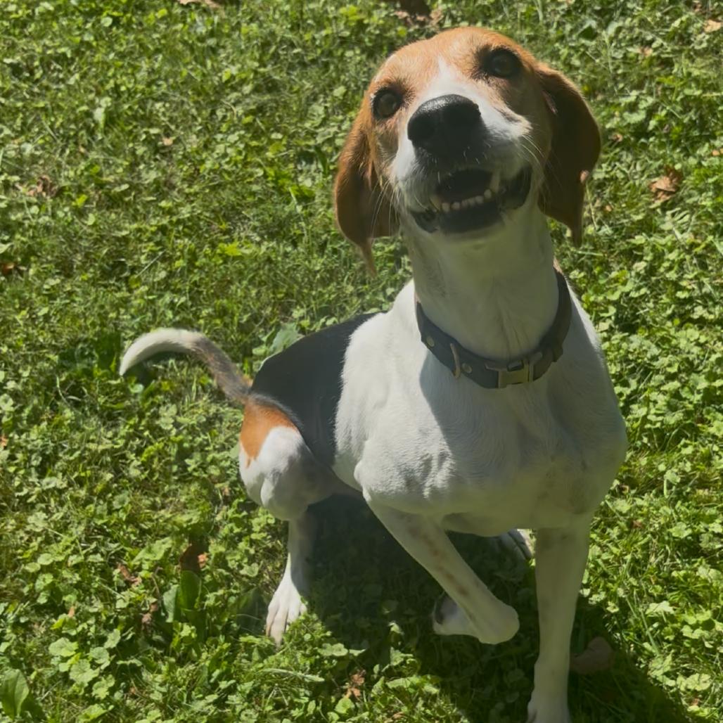 Enlarge Homer, a Adoptable mixed breed in Fairmont, WV image 2/3