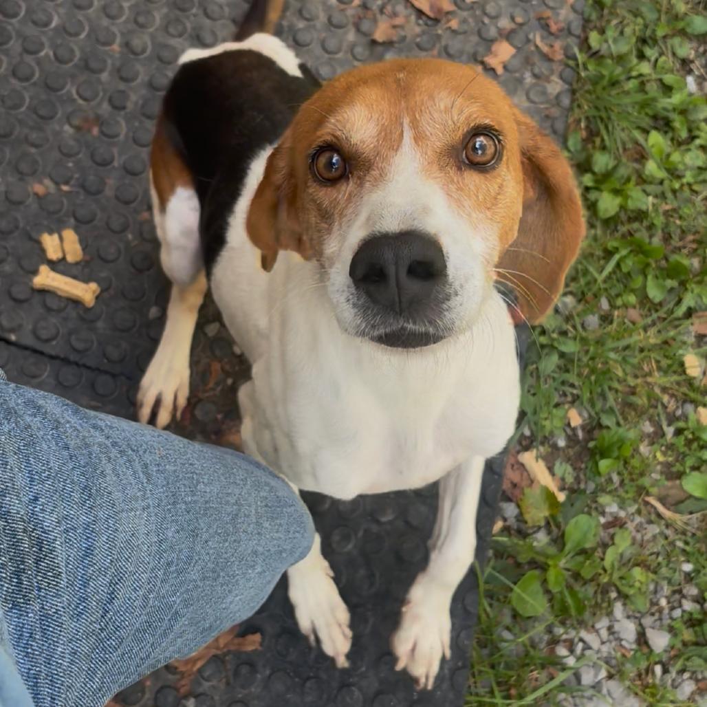 Enlarge Homer, a Adoptable mixed breed in Fairmont, WV image 3/3