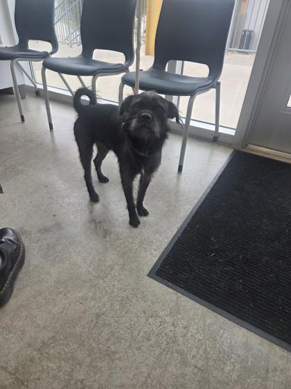 Toby — thumbnail 2