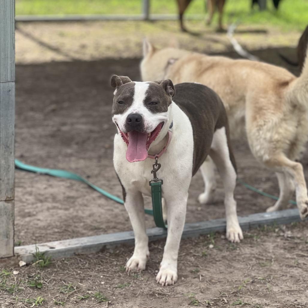 Enlarge Trixie, a Adoptable American Staffordshire Terrier in Edinburg, TX image 1/6