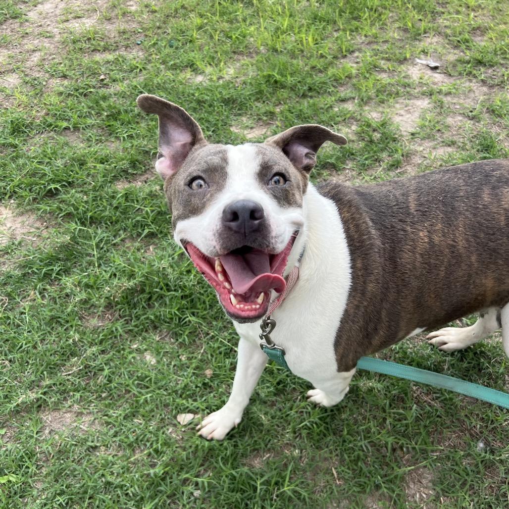 Enlarge Trixie, a Adoptable American Staffordshire Terrier in Edinburg, TX image 2/6