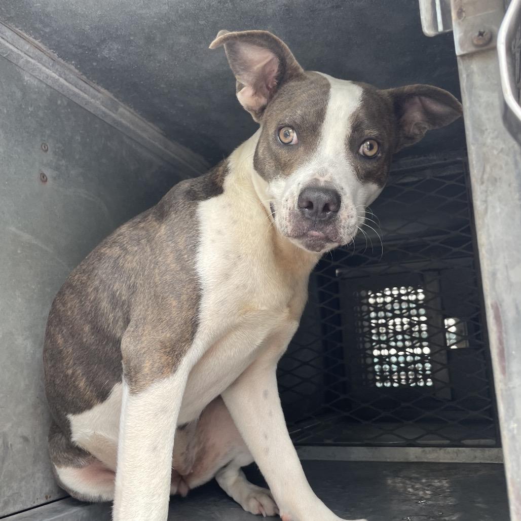Enlarge Trixie, a Adoptable American Staffordshire Terrier in Edinburg, TX image 3/6
