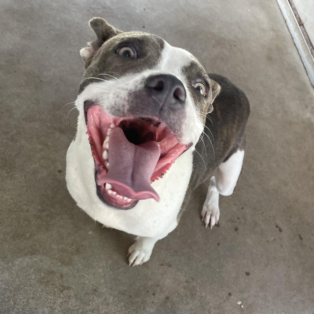 Enlarge Trixie, a Adoptable American Staffordshire Terrier in Edinburg, TX image 4/6