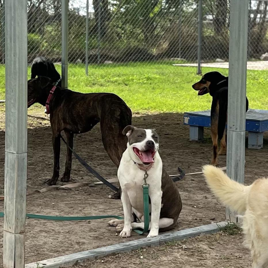 Enlarge Trixie, a Adoptable American Staffordshire Terrier in Edinburg, TX image 5/6