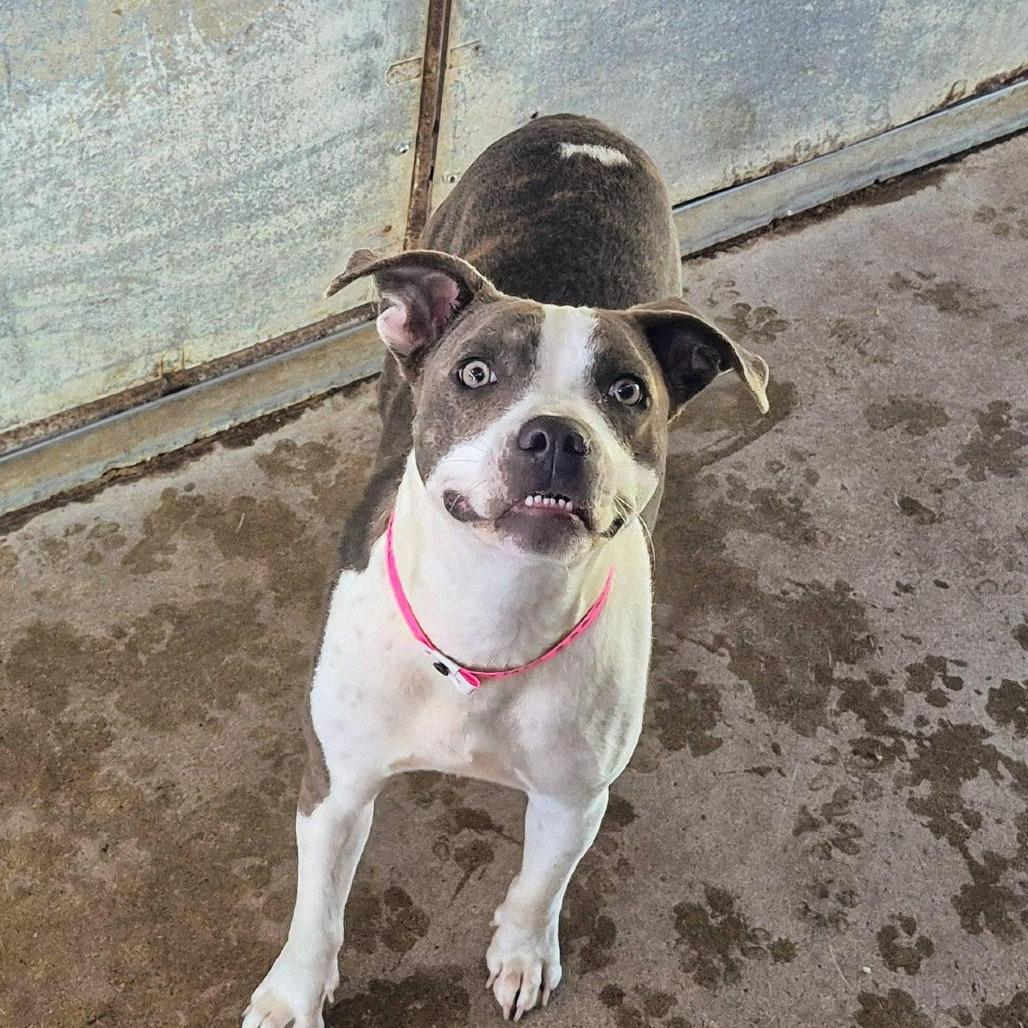 Enlarge Trixie, a Adoptable American Staffordshire Terrier in Edinburg, TX image 6/6