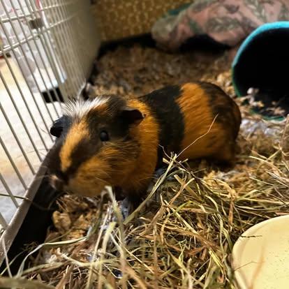 Broccoli (bonded with Alfredo), Adult Male Guinea Pig