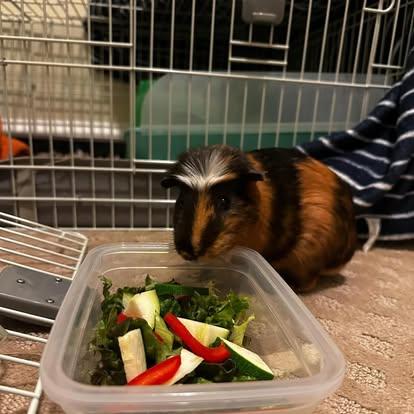 Broccoli (bonded with Alfredo), a Adoptable mixed breed in Westbrook, ME image 2/2