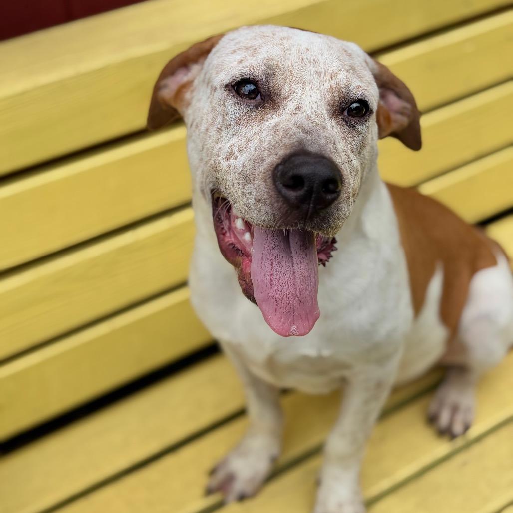 Ziggy 26-04-083, Adoptable, Young Male Australian Cattle Dog / Blue Heeler & Mixed Breed.