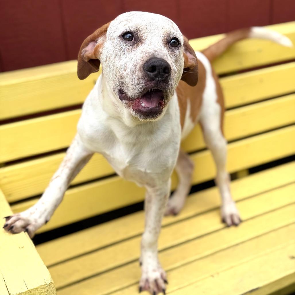 Ziggy 26-04-083, a Adoptable mixed breed in Bastrop, TX image 2/6