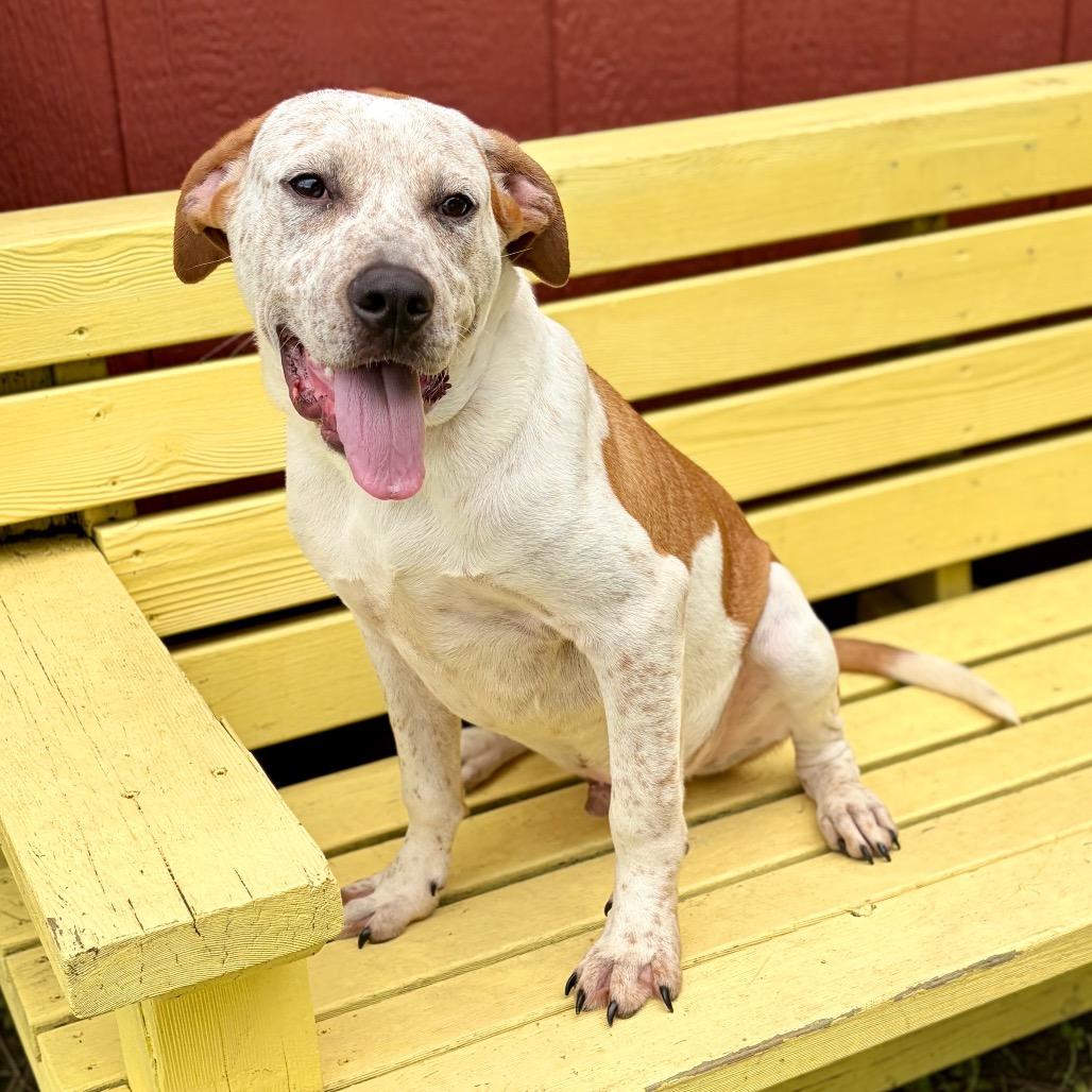 Ziggy 26-04-083, a Adoptable mixed breed in Bastrop, TX image 3/6