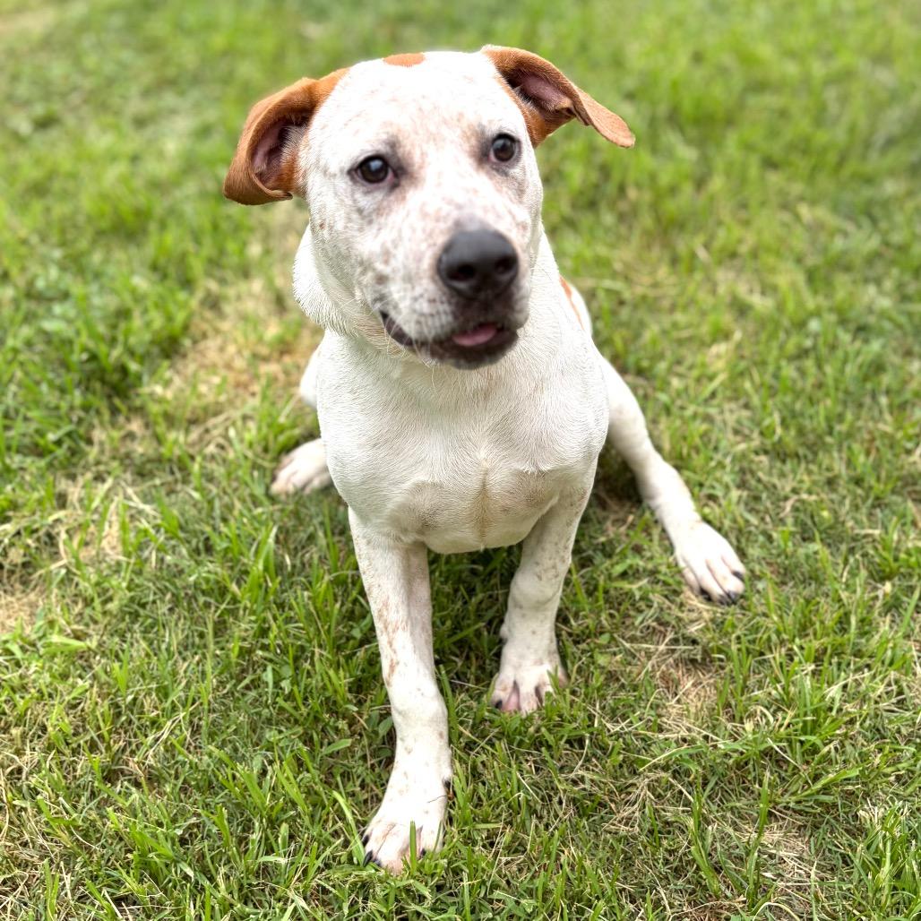 Ziggy 26-04-083, a Adoptable mixed breed in Bastrop, TX image 4/6