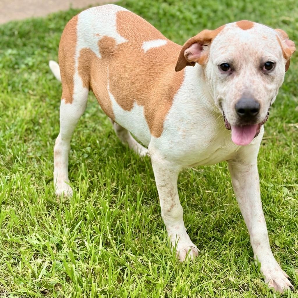 Ziggy 26-04-083, a Adoptable mixed breed in Bastrop, TX image 5/6