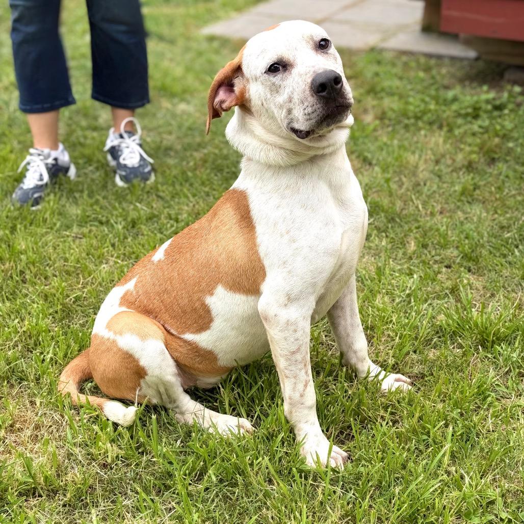 Ziggy 26-04-083, a Adoptable mixed breed in Bastrop, TX image 6/6