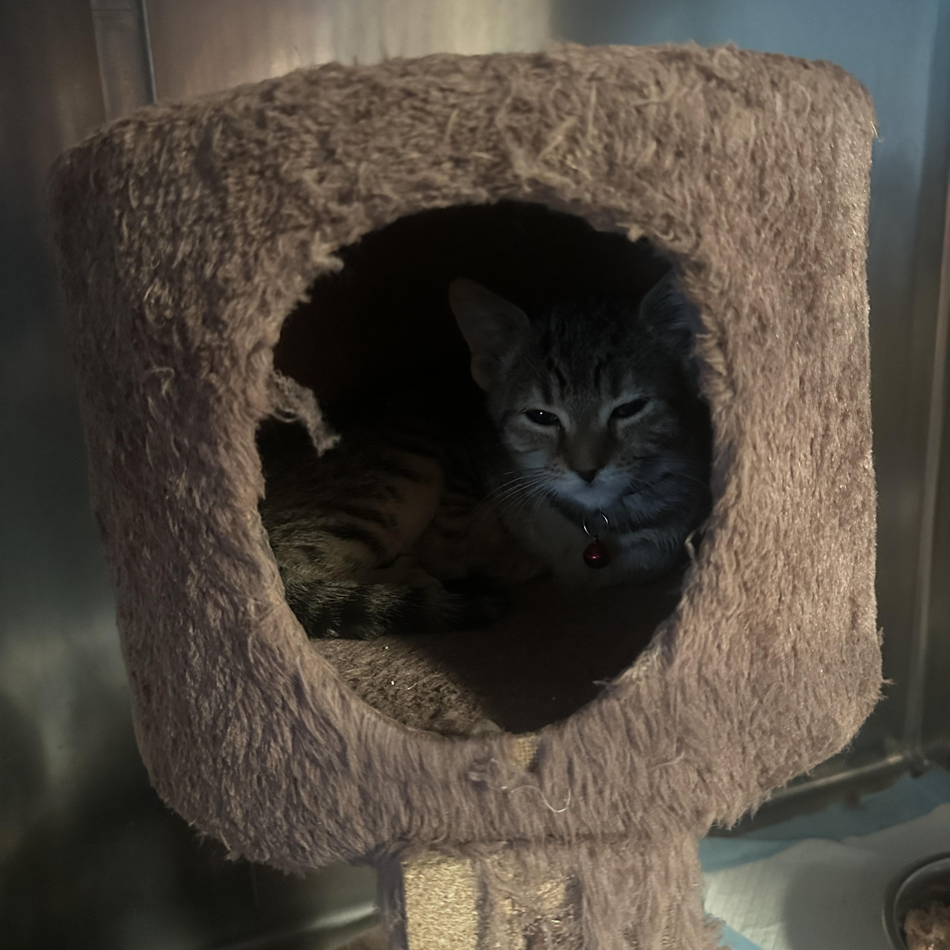Enlarge Piper, a Adoptable Tabby in Sheridan, OR image 1/1
